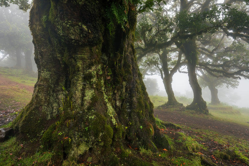 The legendary Fanal forest