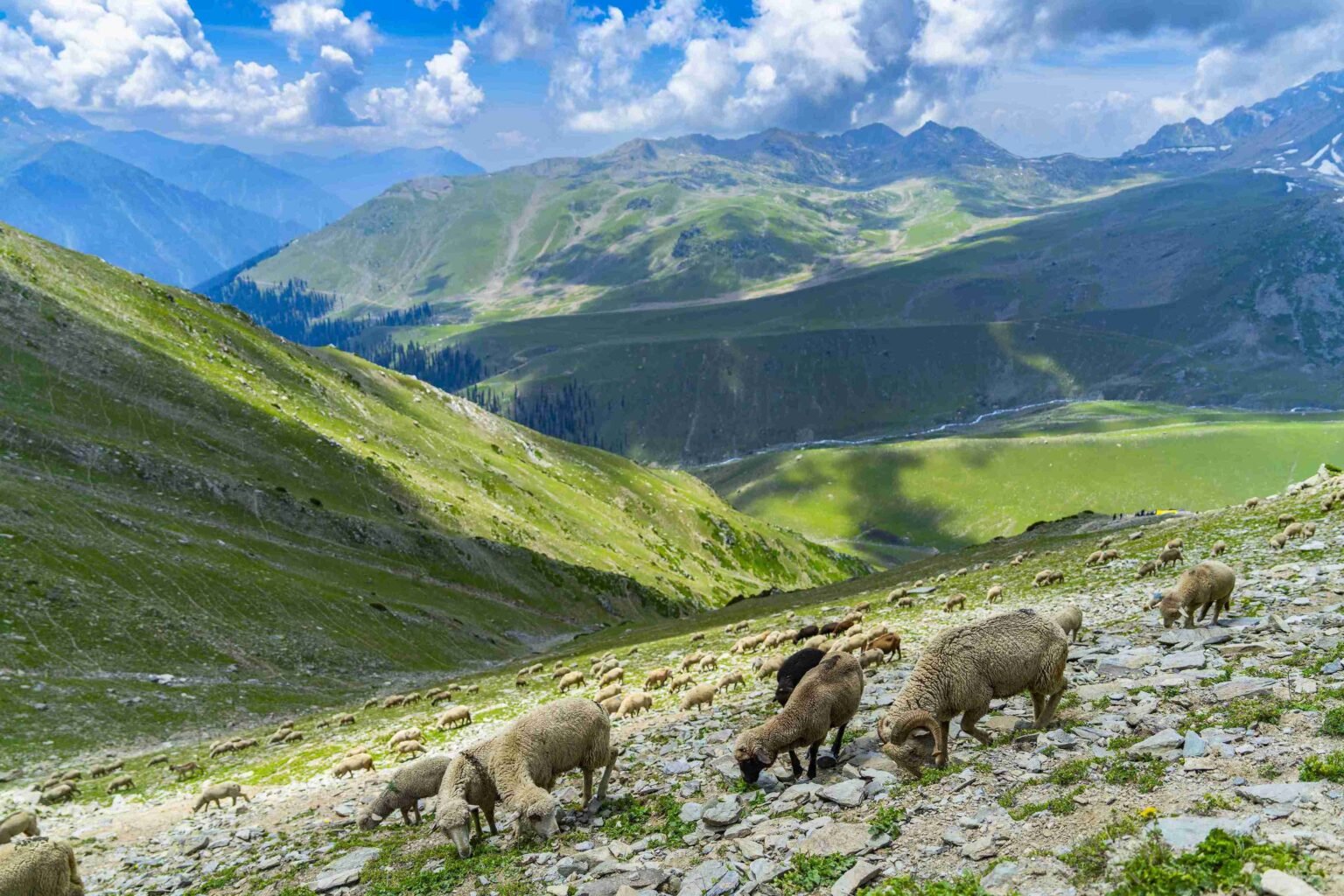 OMR01121-min_9_11zon